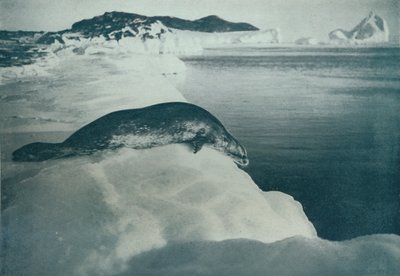 ウェッデルシールアバウトトゥーダイブ、c1911、1913 作： Herbert Ponting