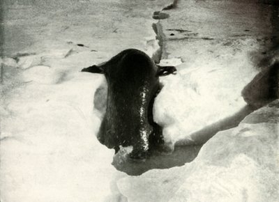 1911年11月、1913年11月、氷に乗るウェッデルアザラシ 作： Herbert Ponting