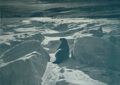 ビーチのウェッデルシール、c1911、1913 作： Herbert Ponting