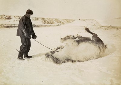 雪の中の男と馬 作： Herbert Ponting
