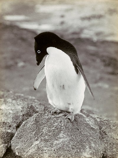 南極のペンギン 作： Herbert Ponting