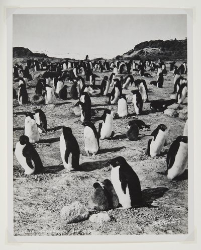 ケープロイズでのアデリーペンギン（臭化物プリント） 作： Herbert Ponting