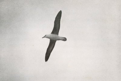 アルバトロスの高騰、c19101913、1913 作： Herbert Ponting
