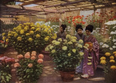 菊花展にて（写真 作： Herbert Ponting