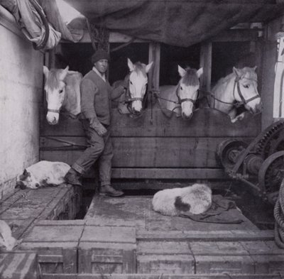 海上でポニーや犬と戯れるオーツ船長（モノクロ写真 作： Herbert Ponting