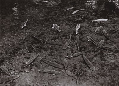 熊本の湖に浮かぶ鯉（モノクロ写真 作： Herbert Ponting