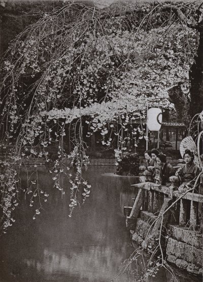 日本の桜の時期（モノクロ写真 作： Herbert Ponting