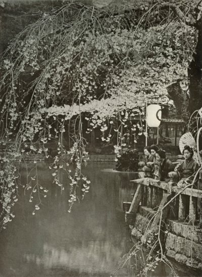 日本の桜の時間、1910年。 作： Herbert Ponting