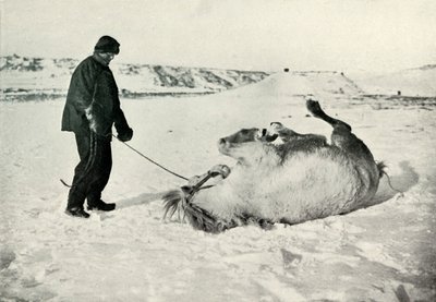 ポニーを与えるチェリーガラルド雪の中でマイケルAロール、c1911、1913 作： Herbert Ponting