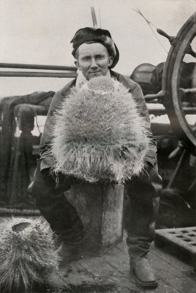 DGリリー、珪質スポンジの一部、c1911、1913 作： Herbert Ponting