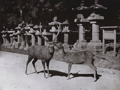 奈良の鹿の習作（モノクロ写真 作： Herbert Ponting