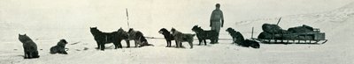 ハットポイントを去ろうとしている店を持つ犬、1911年、1913年 作： Herbert Ponting