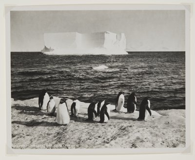 ケープロイズ沖の漂流氷山（臭化物プリント） 作： Herbert Ponting