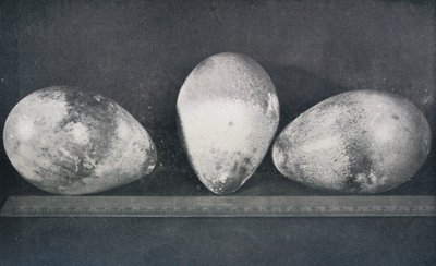 クロージャー岬の皇帝ペンギンの卵、1911年、1913年 作： Herbert Ponting