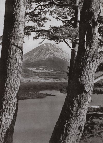 富士山と松の木（白黒写真 作： Herbert Ponting