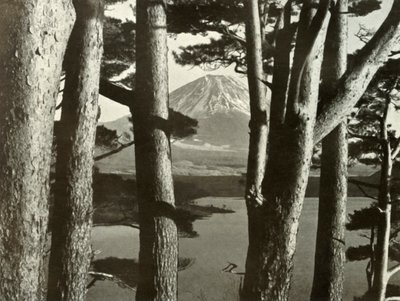 富士と松の木、1910年。 作： Herbert Ponting
