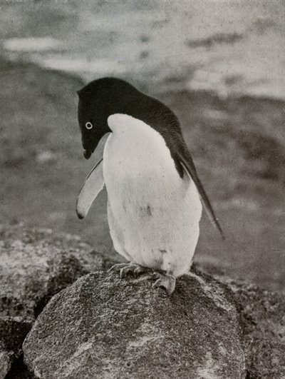 私はどうなるのか気にしない、c19101913、1913 作： Herbert Ponting