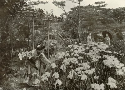 アイリスガーデン、1910年。 作： Herbert Ponting