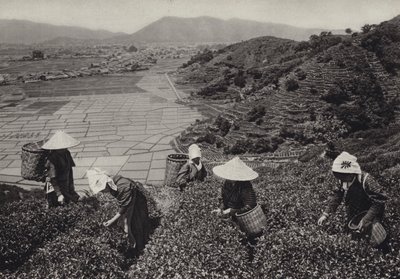 1920年代の日本。お茶の収穫（白黒写真 作： Herbert Ponting