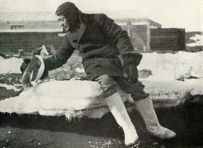リュート。レニックと友好的なペンギン、1911年、1913年 作： Herbert Ponting