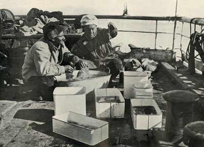 リリーとレビック博士がトロール漁獲を仕分け、c19101913、1913 作： Herbert Ponting