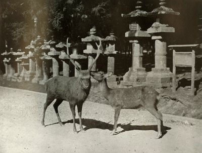 親愛なる君へ！奈良での研究、1910年。 作： Herbert Ponting