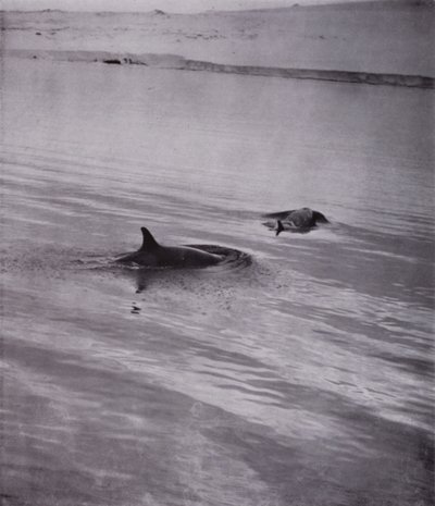 「On all sides killer whale」（モノクロ写真 作： Herbert Ponting