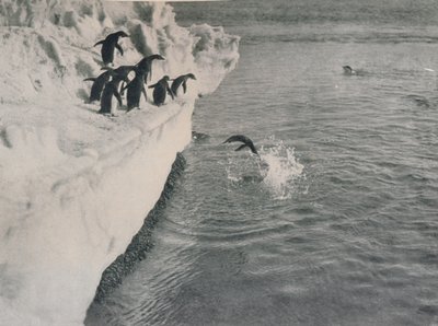 ペンギンダイビング、c1911、1913 作： Herbert Ponting