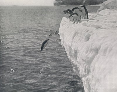 ペンギンダイビング、c1911、1913 作： Herbert Ponting