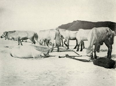 海氷につながれたポニー、c19101913、1913 作： Herbert Ponting