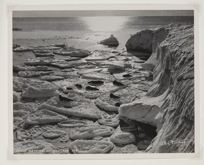 パンケーキアイスを浴びるアザラシ（臭化物プリント） 作： Herbert Ponting