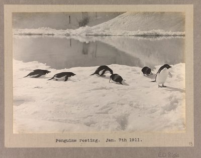 氷上で休む6羽のアデリーペンギン 作： Herbert Ponting