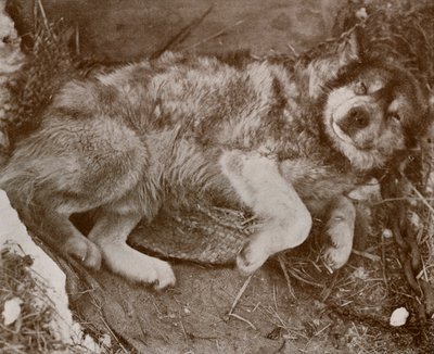 Stareek Malingering、c19101913、1913 作： Herbert Ponting