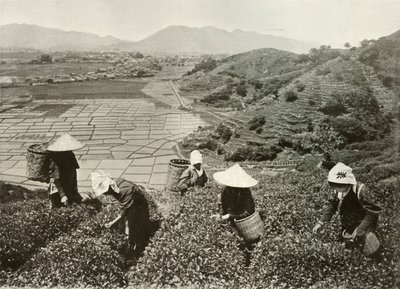 丘の上のお茶と平野の米、1910年。 作： Herbert Ponting