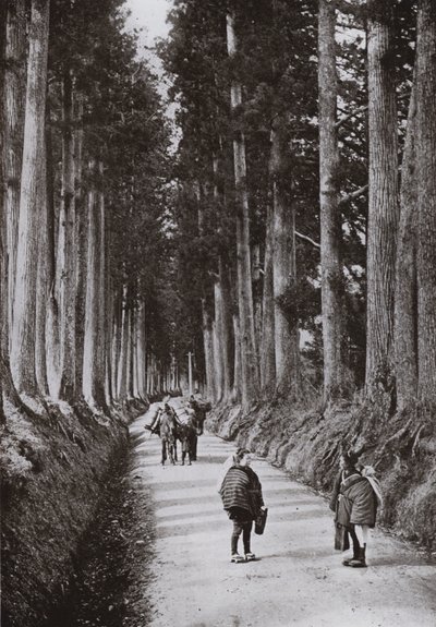 日光のクリプトメリア通り（モノクロ写真 作： Herbert Ponting