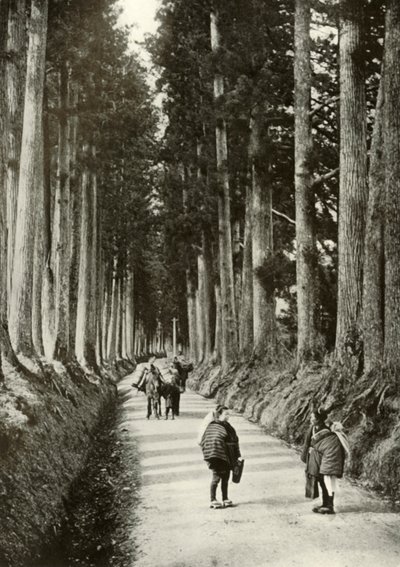 1910年の日光のスギ 作： Herbert Ponting