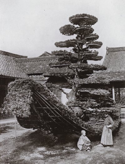 金閣寺の松の木ジャンク（モノクロ写真 作： Herbert Ponting