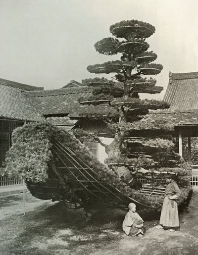 金閣寺の松のジャンク、1910年。 作： Herbert Ponting