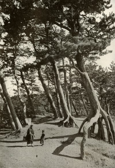 The Pines of Shizu-Ura, 1910.  作： Herbert Ponting