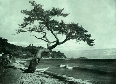 木と波、1910年。 作： Herbert Ponting