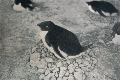このペンギンには勤勉な仲間がいます、c1911、1913 作： Herbert Ponting