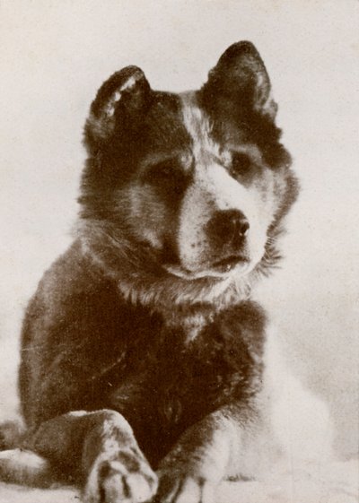 Vaida、c19101913、1913。 作： Herbert Ponting