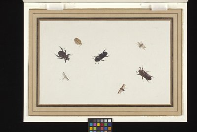甲虫と蛾の習作（白地のオランダ紙にグワッシュと水彩） 作： Herman Henstenburgh