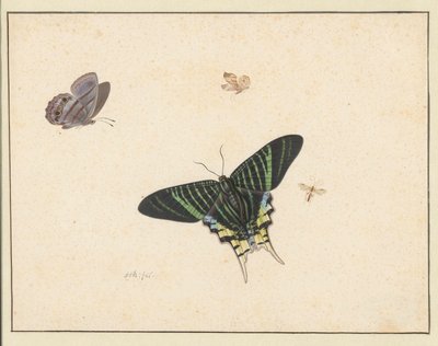 3匹の蝶と1匹のスズメバチまたはハエ（水彩＆ガッシュ） 作： Herman Henstenburgh
