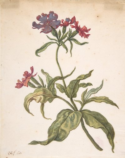 赤いキャッチフライ Lychnis hirsuta の研究、1680 年。 作： Herman Saftleven the Younger
