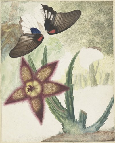 二匹の蝶と五弁の黄紫の花 作： Hermanus de Wit