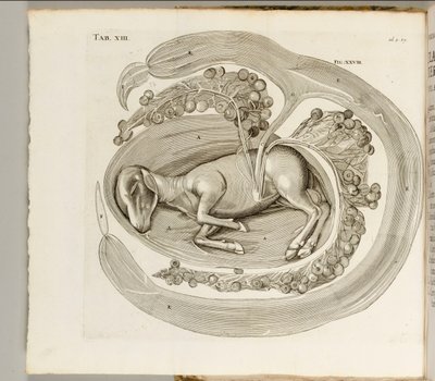 子宮の中の動物、1738年 作： Hieronymus Fabricius ab Aquapendente