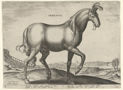 アルメニアからの馬 (アルメニウス) Armenivs (オブジェクトのタイトル) オーストリアのドン ファンの王室厩舎の馬の品種 (シリーズ タイトル) Equile Ioannis Austriaci Caroli (シリーズタイトル) 作： Hieronymus Wierix