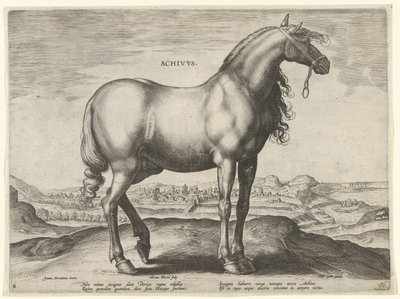 ギリシャからの馬 (Achivus) Achivvs (オブジェクトのタイトル) オーストリアのドン ファンの王室厩舎の馬の品種 (シリーズ タイトル) Equile Ioannis Austriaci Caroli (シリーズタイトル) 作： Hieronymus Wierix