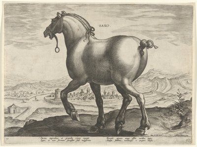 ザクセンの馬 サクソ (オブジェクトのタイトル) オーストリアのドン ファンの王室厩舎の馬の品種 (シリーズ タイトル) Equile Ioannis Austriaci Caroli (シリーズタイトル) 作： Hieronymus Wierix